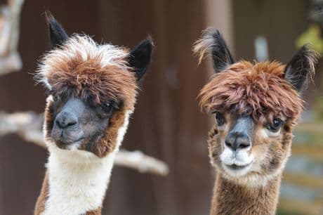 Alpacaboerderij River Forelands