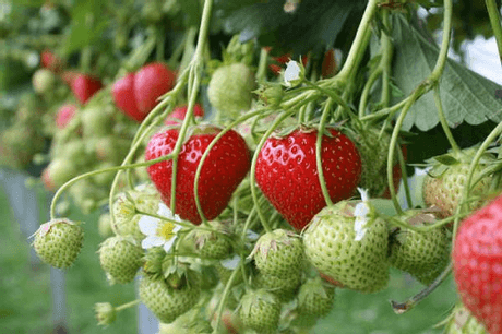 Aardbeientuin Oene