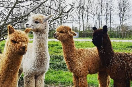 Alpaca World Friesland Workum