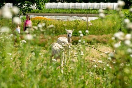 Alpaca Country Oosterhout