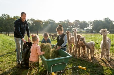 Alpacafarm Vorstenbosch